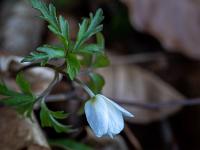 Buschwindröschen Blüte entfaltet sich